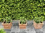 Trio van Toscaanse terracotta bloempotten, Jardin & Terrasse, Pots de fleurs, Comme neuf, Intérieur, Terracotta, Enlèvement