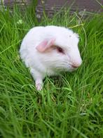 Engels gekruind - Wit roodoog, Mannelijk, Cavia, Tam