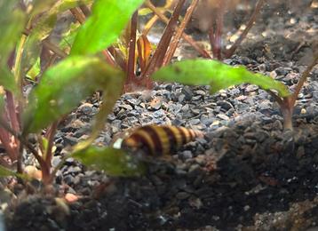 Slaketende slak, helena slak, Dieren en Toebehoren, Vissen | Aquariumvissen