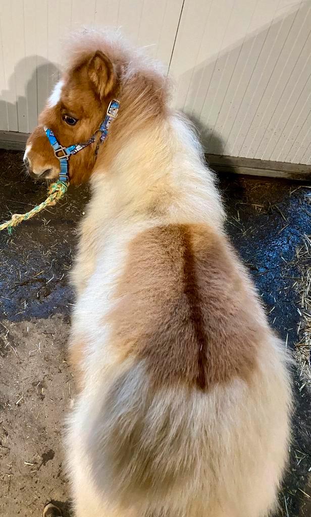 Red dun shetlander, Animaux & Accessoires, Poneys, Étalon, Poney A (jusqu'à 1.17 m), 0 à 2 ans