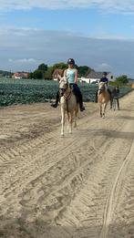 Connemara merrie, Dieren en Toebehoren, Merrie