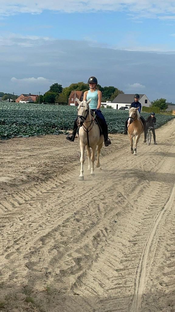Connemara merrie, Dieren en Toebehoren, Paarden, Merrie