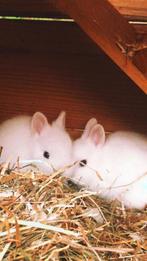Pooltjes Konijnen met blauwe oogjes, Meerdere dieren, Dwerg, 0 tot 2 jaar