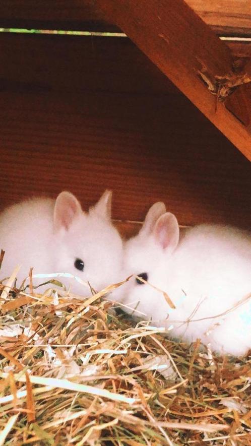 Pooltjes Konijnen met blauwe oogjes, Dieren en Toebehoren, Konijnen, Dwerg, Meerdere dieren, 0 tot 2 jaar