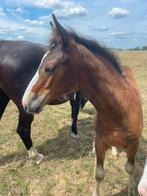 Top Zangersheide merrieveulen van 2025, Dieren en Toebehoren, Merrie, Springpaard, Gechipt, Niet van toepassing