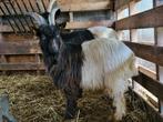 Walliser geitenbok 1 jaar oud, Dieren en Toebehoren, Mannelijk, Geit, 0 tot 2 jaar