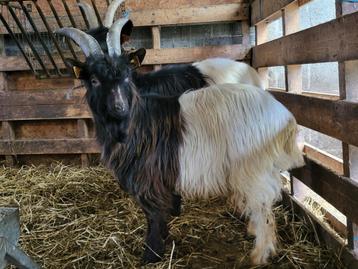 bouc Walliser âgée de 1 an, Mâle, Chèvre, 0 à 2 ans