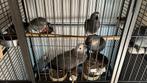 Grijs Roodstaart, Dieren en Toebehoren, Vogels | Parkieten en Papegaaien