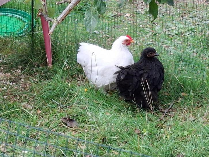 2 Koppeltjes cochin'netjes, Dieren en Toebehoren, Pluimvee, Kip, Meerdere dieren
