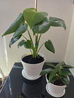 Monstera Deliciosa/Rhaphidophora decursiva (set van 2), Ophalen