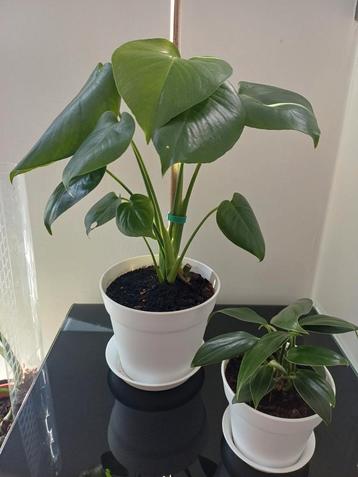 Monstera Deliciosa/Rhaphidophora decursiva (set van 2)  beschikbaar voor biedingen