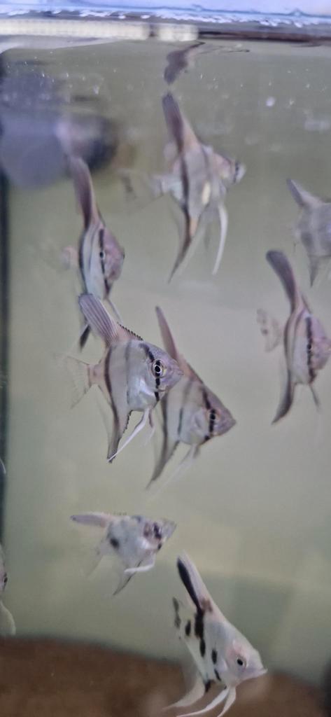 Silver scalare maanvissen, Dieren en Toebehoren, Vissen | Aquariumvissen