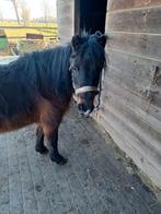 A-pony te koop, Dieren en Toebehoren, Pony's, Merrie, A pony (tot 1.17m), 11 jaar of ouder