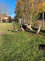 4 jonge indische loopeenden, Dieren en Toebehoren, Pluimvee, Mannelijk, Eend