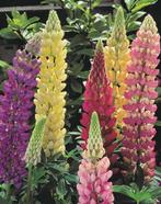 Liriope en Lytrhum, Tuin en Terras, Ophalen of Verzenden, Vaste plant