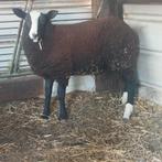 zwartbles ooilam, Dieren en Toebehoren, Schapen, Geiten en Varkens
