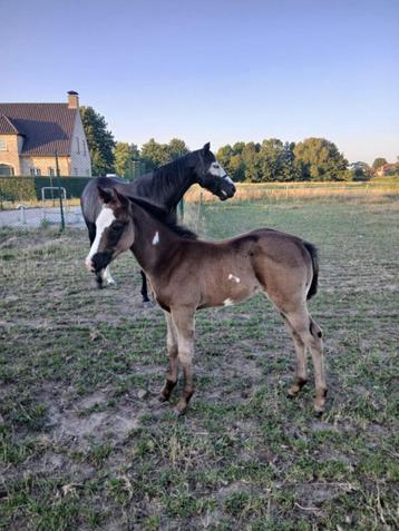 black overo paint merrie met overo veulen, Moins de 160 cm, Cheval western, Non dressé, Vermifugé