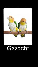 Gezocht.  Kweekkoppel caiques, Dieren en Toebehoren