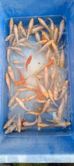 Promo nakweek van Japanse koi 12-16cm, Karper of Koi