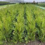 ‼️Thuja plicata atrovirens aan promoprijzen ‼️, Enlèvement, Taxus