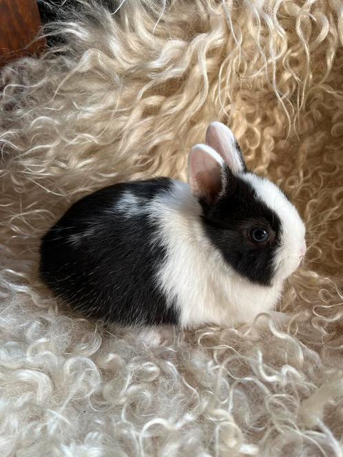 Prachtig bonte BO Kleurdwerg voedster!!, Dieren en Toebehoren, Konijnen