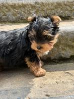 York shire pups, Dieren en Toebehoren, Honden | Jack Russells en Terriërs, Yorkshire Terriër, België, CDV (hondenziekte), 8 tot 15 weken