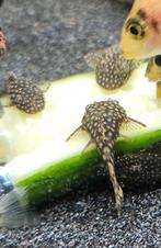 Mooie ancistrussen, Dieren en Toebehoren, Vissen | Aquariumvissen, Vis, Zoetwatervis