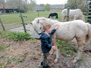 Welsh palomino merrie veulen 🦄 beschikbaar voor biedingen