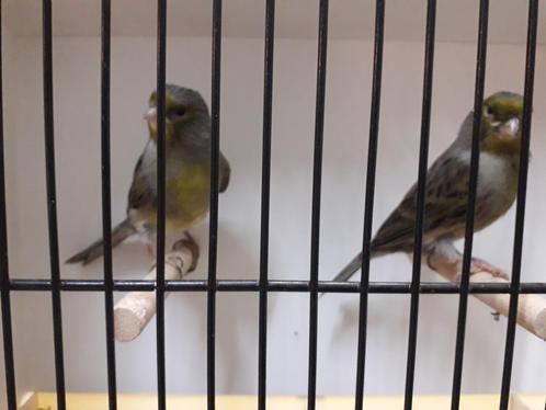 Kleurkanarie's, Dieren en Toebehoren, Vogels | Kanaries, Kleurkanarie, Mannelijk