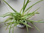 Aloe Vera plant (van Ikea), Vaste plant, Bloeit niet, Halfschaduw, Ophalen
