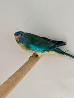 Aqua blauw splendid man, Dieren en Toebehoren, Vogels | Parkieten en Papegaaien, Mannelijk, Parkiet, Geringd