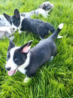 Welsh Corgi Cardigan pups, Dieren en Toebehoren, Honden | Herdershonden en Veedrijvers, CDV (hondenziekte), Meerdere, 8 tot 15 weken