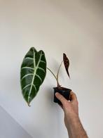 Alocasia watsoniana, Ophalen