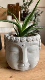 plant met pot van budha, Tuin en Terras, Bloempotten, Ophalen, Zo goed als nieuw