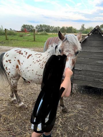 Knap minipaardje, Dieren en Toebehoren, Ruin, A pony (tot 1.17m), Gechipt, 11 jaar of ouder