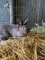 Konijn, Dieren en Toebehoren, Mannelijk, Dwerg, 0 tot 2 jaar