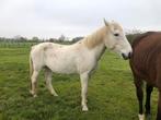 Leuke 18-jarige d-pony, Dieren en Toebehoren, Gechipt, B, Ruin, 11 jaar of ouder