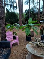 bananen planten, Jardin & Terrasse, Enlèvement ou Envoi