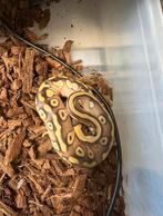 Ballpython