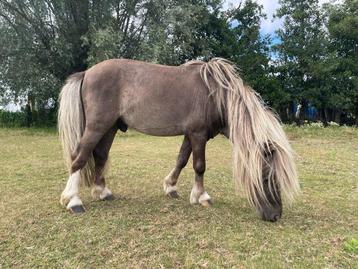 Uniek miniatuurpaardje, Étalon, Poney de récréation, Vermifugé