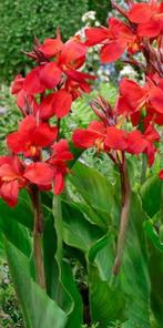 canna, Volle zon, Vaste plant, Zomer, Ophalen