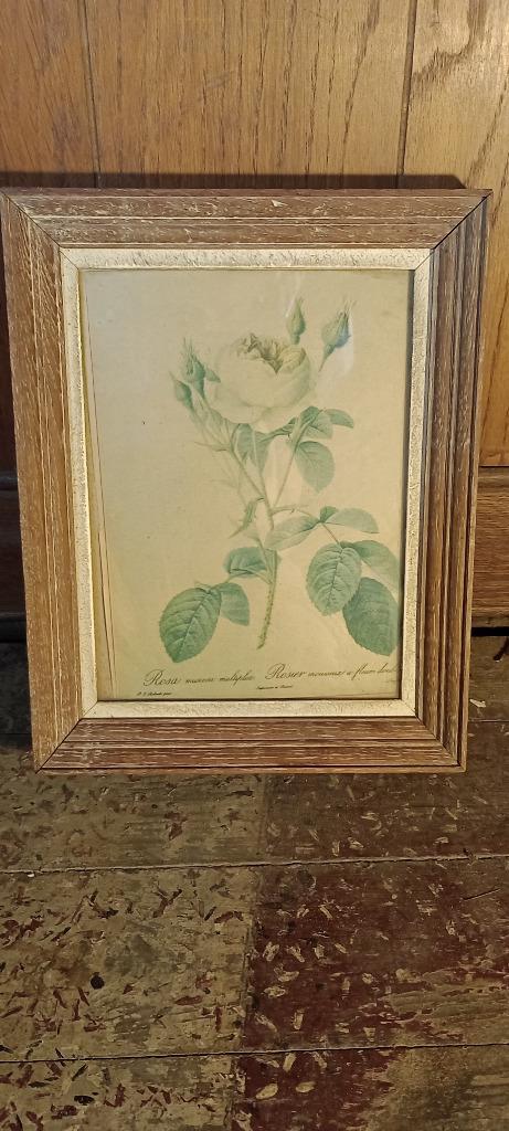 Gravure Pierre-Joseph REDOUTÉ, 23x30, n243, Antiek en Kunst, Kunst | Etsen en Gravures, Ophalen