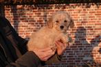 Prachtige Abrikoze Medium Goldendoodle pup, Dieren en Toebehoren, Parvo, België, 8 tot 15 weken, Meerdere