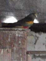 parkieten, Dieren en Toebehoren, Vogels | Parkieten en Papegaaien, Geringd