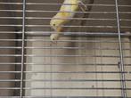 Koppel kanaries, Dieren en Toebehoren