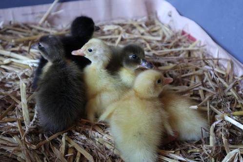 Geslakte eendjes vanIndiasehardlopersinverschillende kleuren, Dieren en Toebehoren, Pluimvee, Eend, Meerdere dieren