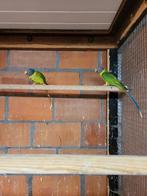 Pruimkopparkiet, pruimkop, parkiet, pruimekop, Dieren en Toebehoren, Vogels | Parkieten en Papegaaien, Vrouwelijk, Parkiet, Geringd