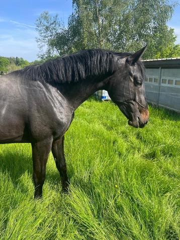 Springpaard te koop beschikbaar voor biedingen