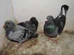 Maverick falilie x Best Kittel, Dieren en Toebehoren, Vogels | Duiven, Postduif