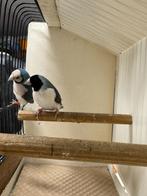 Koppel 1 Blauwe gouldamadines / goulds te koop, Dieren en Toebehoren, Tropenvogel